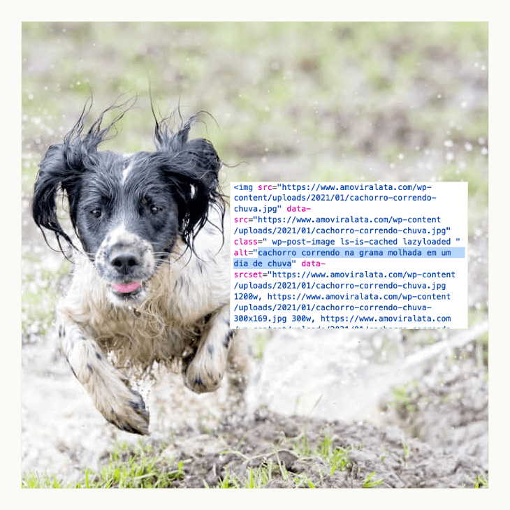 cachorro correndo na grama molhada em um dia de chuva; ao lado, o código HTML desta imagem com o texto alternativo em destaque